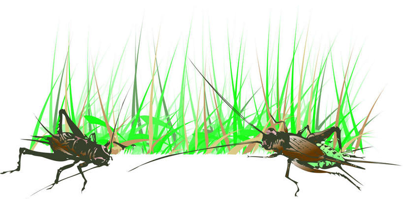 无人,站,横图,插画,室内,白天,白色背景,侧面,竞争,数码,科技,草地,草坪,植物,对抗,阴影,冲突,网络,昆虫,高光,几何,计算机图形,合成,图画,注视,相视,画,草,绿色,动物,蟋蟀,观察,看,站着,两只,面对面,观看,对视,电脑合成图,数码合成图,察看,对立,关注,矛盾,相对,漫画,蛐蛐,相看,写实,具体,具象,敌对,挫败,斗争,抗拒,抗衡,害虫,蛐蛐儿,趋织,促织,站立,彩图,全身