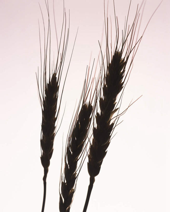 无人,竖图,室内,特写,白天,白色背景,正面,农作物,小麦,三根,阴影,朦胧,模糊,反射,影子,谷物,麦穗,背光,摄影,麦子,影棚,逆光,彩图,影棚拍摄,拍摄