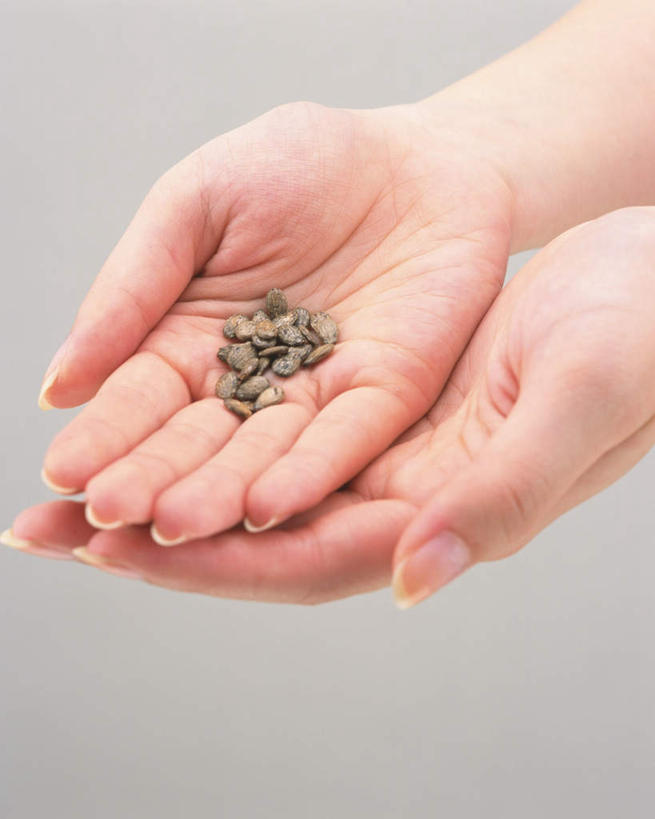 东方人,手,一个人,捧,竖图,俯视,室内,白天,白色背景,亚洲,双手,仅一个年轻女性,仅一个女性,仅一个人,握,拿,拿着,黄种人,手部,叠加,握着,摄影,影棚,瓜子,瓜子仁,年轻女性,女人,女性,亚洲人,端,端着,捧着,手捧,半身,彩图,高角度拍摄,影棚拍摄,拍摄