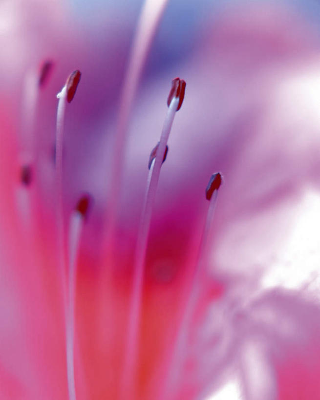 无人,竖图,俯视,室内,特写,白天,植物,杜鹃花,阴影,朦胧,模糊,盛开,反射,影子,杜鹃,花,花瓣,花朵,花卉,鲜花,一朵,粉色,花蕊,摄影,影棚,红杜鹃,满山红,清明花,清时,山踯躅,红踯躅,山石榴,映山红,彩图,高角度拍摄,影棚拍摄,拍摄