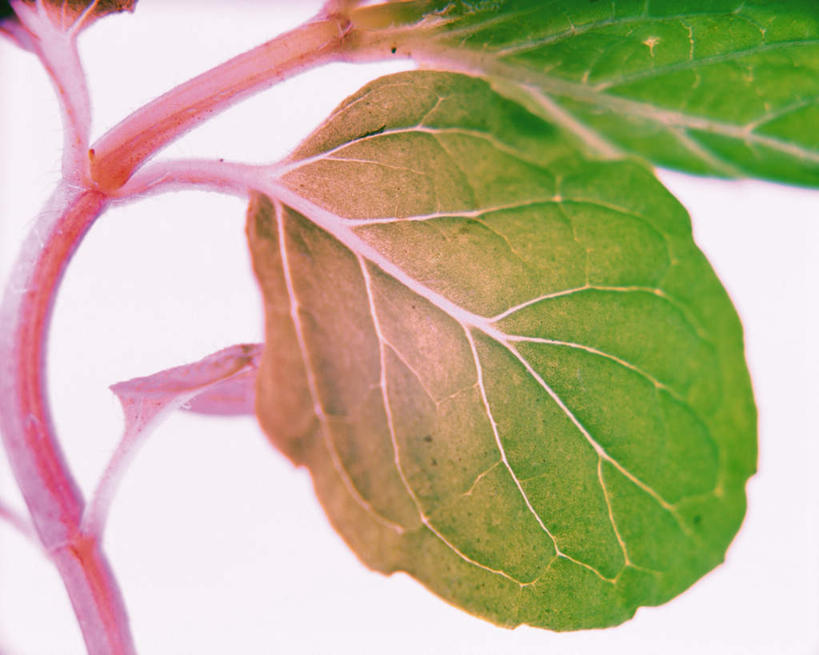 无人,横图,俯视,室内,特写,白天,白色背景,植物,叶子,阴影,朦胧,模糊,反射,影子,绿叶,草药,药草,中药,绿色,香草,嫩叶,摄影,影棚,药材,中草药,中药材,本草,叶,叶片,彩图,高角度拍摄,影棚拍摄,拍摄