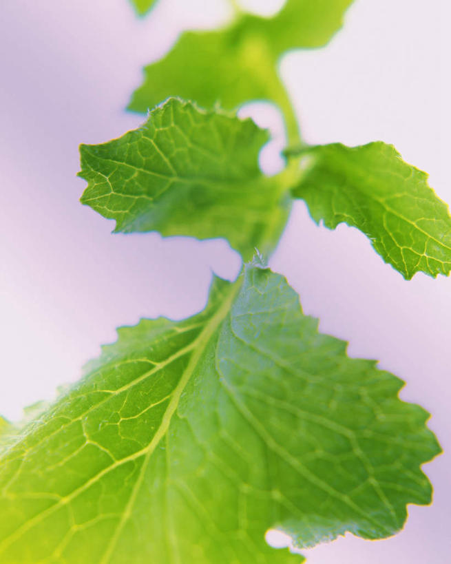 无人,竖图,俯视,室内,特写,白天,白色背景,植物,叶子,阴影,朦胧,模糊,反射,影子,绿叶,草药,药草,中药,绿色,香草,嫩叶,摄影,影棚,药材,中草药,中药材,本草,叶,叶片,彩图,高角度拍摄,影棚拍摄,拍摄