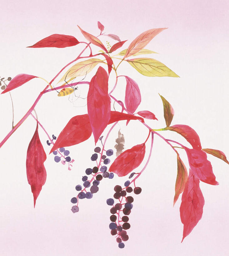 无人,竖图,俯视,插画,室内,白天,白色背景,绘画,数码,科技,植物,叶子,阴影,艺术,网络,绿叶,高光,几何,计算机图形,古典,合成,图画,文化,画,红色,品味,嫩叶,美术,电脑合成图,数码合成图,高雅,漫画,写实,具体,具象,美学,垂序商陆,美国商陆,美洲商陆,商陆,十蕊商陆,叶,叶片,彩图,高角度拍摄