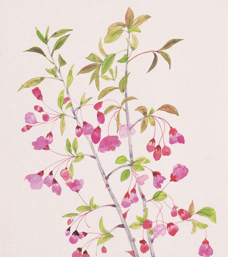 无人,竖图,插画,室内,白天,白色背景,正面,绘画,数码,科技,植物,喇叭花,叶子,许多,阴影,艺术,盛开,网络,绿叶,高光,几何,计算机图形,古典,合成,图画,文化,画,花,花瓣,花朵,花卉,鲜花,粉色,花蕊,品味,嫩叶,美术,电脑合成图,数码合成图,高雅,漫画,写实,具体,具象,美学,牵牛,牵牛子,勤娘子,碧冬茄,朝颜花,灵芝牡丹,牵牛花,叶,叶片,彩图