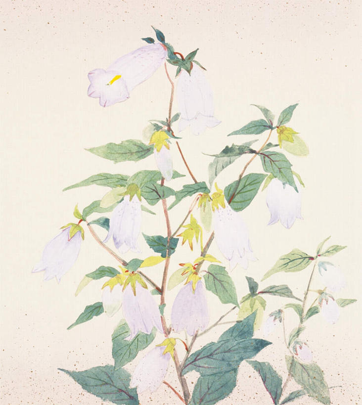 无人,竖图,俯视,插画,室内,白天,白色背景,绘画,数码,科技,植物,喇叭花,叶子,许多,阴影,艺术,盛开,网络,绿叶,高光,几何,计算机图形,古典,合成,图画,文化,画,花,花瓣,花朵,花卉,鲜花,白色,花蕊,品味,嫩叶,美术,电脑合成图,数码合成图,高雅,漫画,写实,具体,具象,美学,牵牛,牵牛子,勤娘子,碧冬茄,朝颜花,灵芝牡丹,牵牛花,叶,叶片,彩图,高角度拍摄