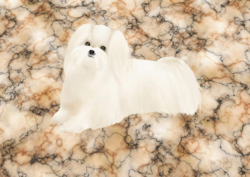 无人,坐,横图,俯视,插画,室内,白天,数码,科技,宠物,狗,阴影,网络,大理石,高光,几何,计算机图形,合成,图画,注视,画,一只,白色,动物,观察,看,可爱,观看,电脑合成图,数码合成图,察看,关注,漫画,忠诚,马尔济斯犬,写实,具体,具象,大理石制品,犬,抬头,仰头,坐着,彩图,高角度拍摄,全身