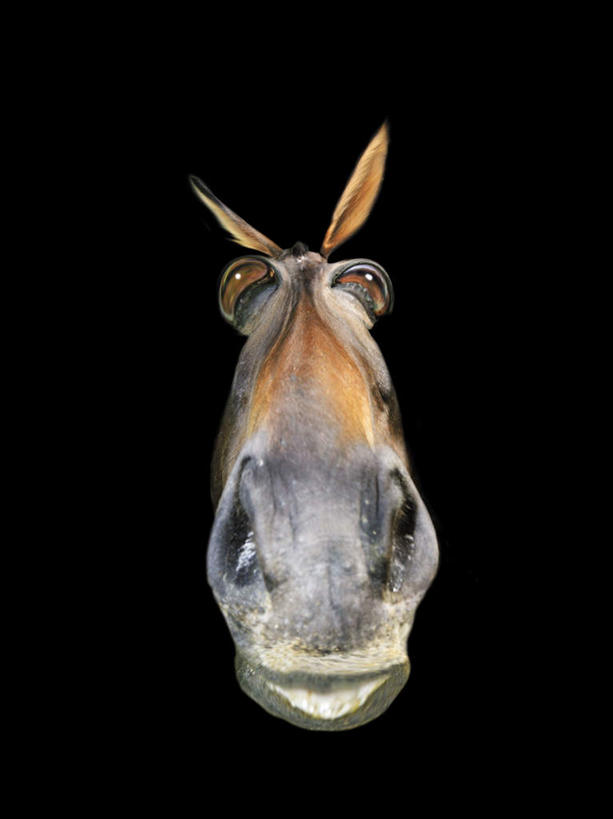 无人,竖图,室内,特写,白天,正面,数码,科技,一头,阴影,黑色背景,网络,高光,几何,计算机图形,合成,注视,动物,观察,看,家畜,牲畜,观看,电脑合成图,数码合成图,察看,关注,驴,写实,具体,具象,驴子,半身,彩图