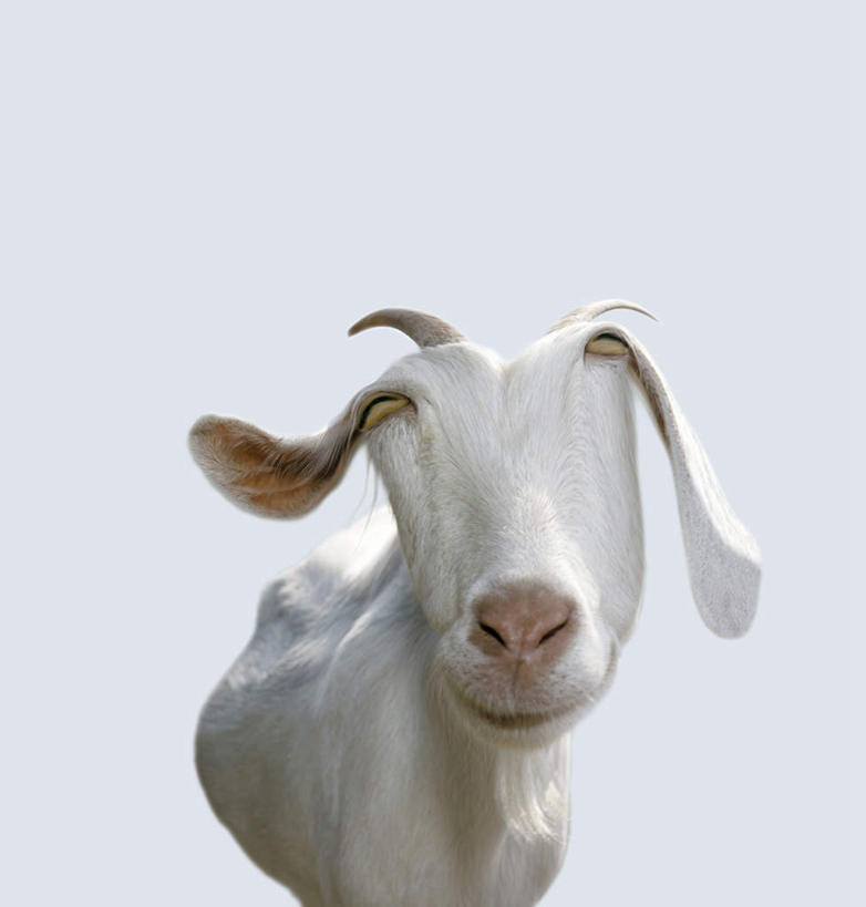 无人,站,笑,微笑,露齿笑,竖图,室内,特写,白天,白色背景,正面,数码,科技,野生动物,羊,一头,阴影,网络,高光,几何,计算机图形,合成,注视,动物,观察,看,站着,观看,电脑合成图,数码合成图,察看,关注,白山羊,野山羊,写实,具体,具象,北美野山羊,野生白山羊,山羊,站立,半身,彩图