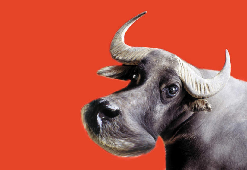 眼睛,无人,横图,室内,特写,白天,正面,数码,科技,牛,瞳孔,一头,阴影,红色背景,网络,高光,几何,计算机图形,合成,注视,动物,观察,看,家畜,眼部,牲畜,观看,电脑合成图,数码合成图,察看,关注,写实,具体,具象,眼,水牛,半身,彩图