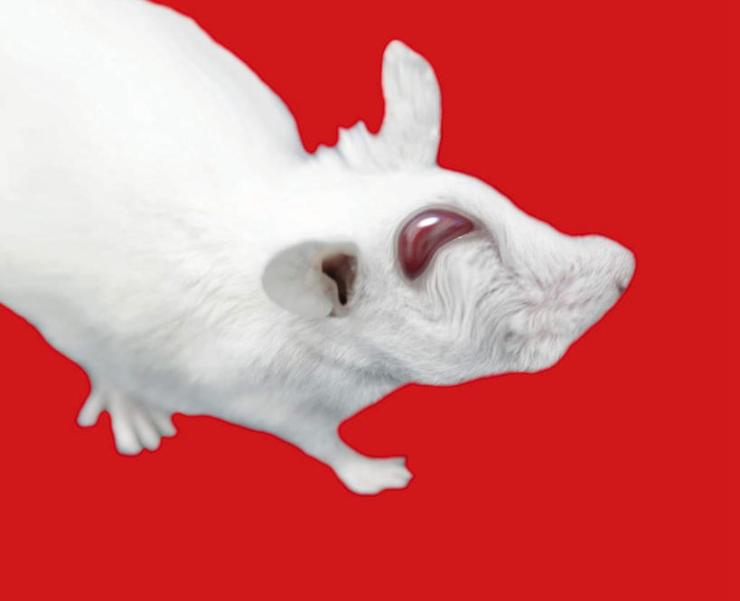 眼睛,无人,笑,微笑,横图,室内,特写,白天,正面,数码,科技,野生动物,老鼠,瞳孔,阴影,红色背景,网络,细菌,高光,几何,计算机图形,合成,注视,一只,动物,观察,看,白老鼠,眼部,观看,电脑合成图,数码合成图,察看,关注,病菌,写实,具体,具象,传染,四害,眼,耗子,半身,彩图