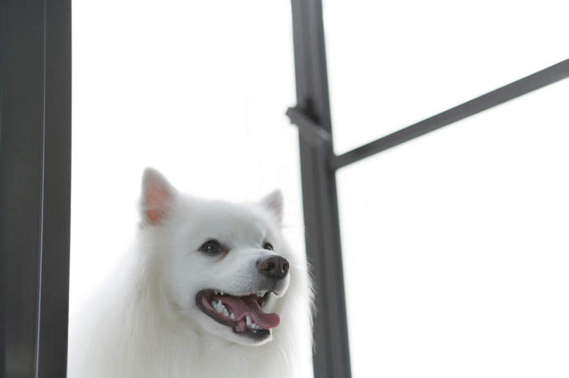 无人,站,横图,室内,白天,仰视,窗户,窗帘,宠物,狗,装饰,云,云朵,云彩,注视,狐狸犬,玻璃窗,一只,蓝色,白色,白云,蓝天,天空,帘子,动物,天,观察,看,站着,遮阳,可爱,观看,华丽,修饰,点缀,察看,关注,忠诚,衬托,美观,雅致,雅观,日本狐狸犬,日本尖嘴犬,日本丝毛犬,银狐犬,犬,站立,半身,彩图,低角度拍摄