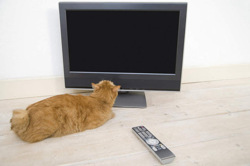 无人,横图,俯视,室内,白天,地板,宠物,猫,电视,地面,木地板,一只,黄色,动物,按钮,遥控器,液晶电视,趴着,可爱,猫咪,电视机,趴,彩图,高角度拍摄,全身