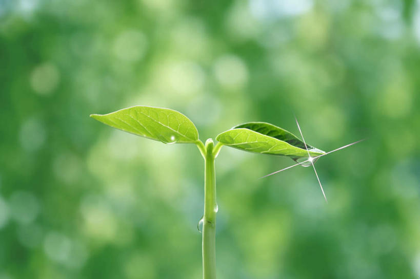无人,横图,室外,特写,白天,正面,美景,水,植物,叶子,阴影,朦胧,模糊,发光,光线,液体,影子,景观,水滴,绿叶,树,树木,绿色,阳光,自然,嫩叶,景色,生长,成长,生机,希望,闪亮,自然风光,叶,叶片,彩图