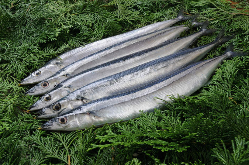 海鲜,无人,横图,俯视,室内,特写,白天,桌面,五个,一堆,一排,许多,阴影,堆叠,堆积,整齐,反射,秋刀鱼,影子,水产,海洋生物,排列,绿色,白色,海藻,竹刀鱼,堆,海草,刀鱼,队列,水生动物,海产品,水生物,海底动物,彩图,高角度拍摄