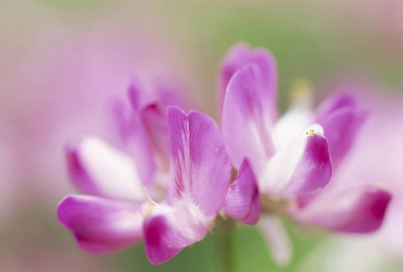 无人,横图,室外,特写,白天,正面,花海,花圃,美景,植物,叶子,阴影,朦胧,模糊,盛开,光线,影子,景观,花蕾,花,花瓣,花朵,花卉,鲜花,一朵,绿色,紫色,阳光,自然,花丛,花束,花田,花苞,花蕊,景色,自然风光,紫云英,红花草,翘摇,彩图