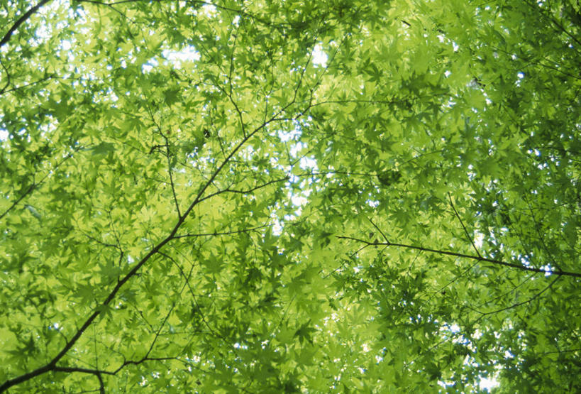 无人,横图,室外,白天,仰视,美景,森林,树林,植物,福冈县,日本,亚洲,阴影,朦胧,模糊,光线,影子,景观,树桩,树,树干,树木,绿色,阳光,自然,木桩,景色,生长,成长,自然风光,东亚,福冈,日本国,九州本岛,九州,九州岛,九州地方,彩图,低角度拍摄