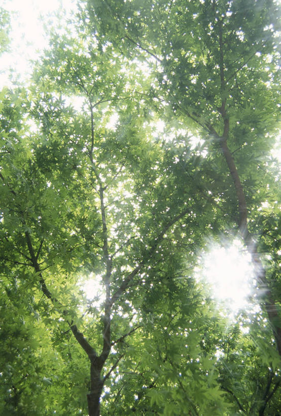 无人,竖图,室外,白天,仰视,美景,森林,树林,植物,福冈县,日本,亚洲,阴影,朦胧,模糊,光线,影子,景观,树桩,树,树干,树木,绿色,阳光,自然,木桩,景色,生长,成长,自然风光,东亚,福冈,日本国,九州本岛,九州,九州岛,九州地方,彩图,低角度拍摄