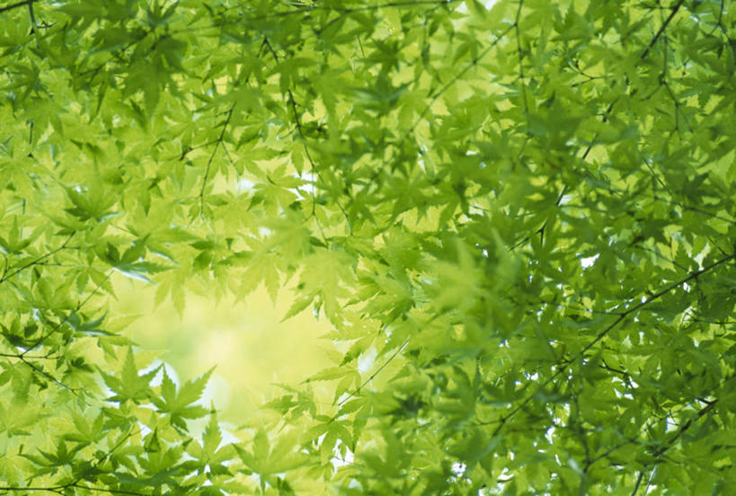 无人,横图,室外,白天,仰视,美景,森林,树林,植物,福冈县,日本,亚洲,阴影,朦胧,模糊,光线,影子,景观,树桩,树,树干,树木,绿色,阳光,自然,木桩,景色,生长,成长,自然风光,东亚,福冈,日本国,九州本岛,九州,九州岛,九州地方,彩图,低角度拍摄