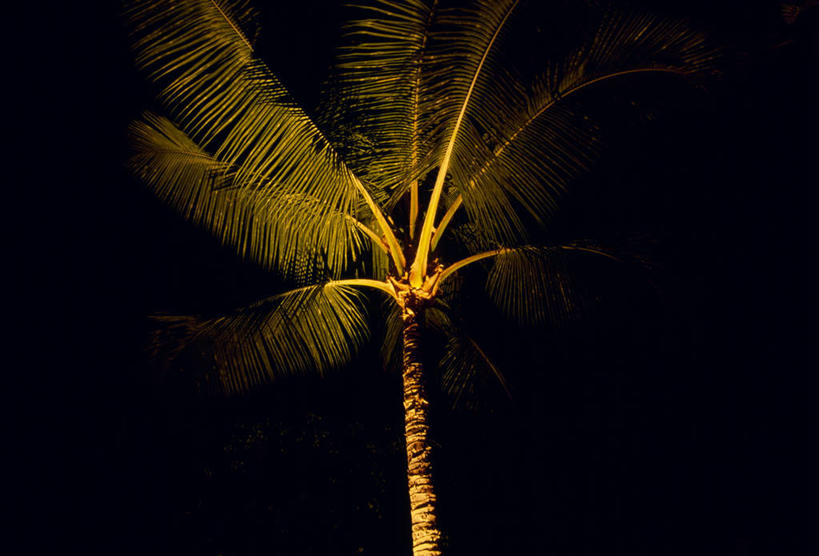 无人,横图,室外,夜晚,仰视,旅游,度假,美景,植物,棕榈树,叶子,阴影,光线,影子,景观,灯光,绿叶,娱乐,树,树木,绿色,自然,享受,休闲,嫩叶,景色,放松,生长,成长,自然风光,棕榈叶,叶,叶片,棕树,棕榈,彩图,低角度拍摄
