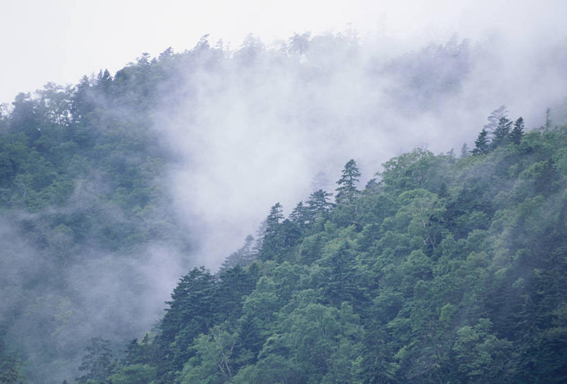 无人,横图,室外,白天,正面,旅游,度假,石头,美景,森林,山,山脉,树林,植物,雾,北海道,日本,亚洲,朦胧,模糊,石子,景观,山峰,山峦,娱乐,树,树木,绿色,自然,群山,享受,休闲,景色,放松,生长,成长,迷雾,自然风光,东亚,沉积岩,日本国,北海道地方,北海道岛,根室支厅,罗臼町,目梨郡,水成岩,石块,岩石,大雾,彩图,道东