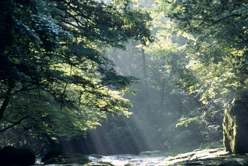 无人,横图,室外,白天,正面,旅游,度假,河流,石头,美景,森林,树林,水,植物,日本,亚洲,阴影,光线,石子,影子,河水,景观,水流,娱乐,树,树木,绿色,小溪,阳光,自然,溪水,享受,休闲,景色,放松,生长,成长,自然风光,东亚,日本国,九州本岛,九州,九州岛,九州地方,熊本,熊本县,菊池溪谷,石块,岩石,彩图,菊池市