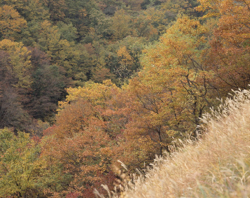 无人,横图,室外,白天,正面,旅游,度假,美景,森林,树林,植物,大分县,日本,亚洲,景观,娱乐,树,树木,绿色,自然,享受,休闲,景色,放松,生长,成长,自然风光,东亚,日本国,九州本岛,九州,九州岛,九州地方,大分,彩图