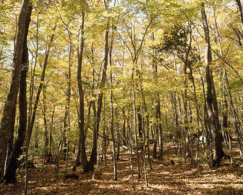 无人,横图,室外,白天,正面,旅游,度假,美景,森林,树林,植物,大分县,日本,亚洲,阴影,光线,影子,景观,娱乐,树,树木,绿色,阳光,自然,享受,休闲,景色,放松,生长,成长,自然风光,东亚,日本国,九州本岛,九州,九州岛,九州地方,大分,彩图