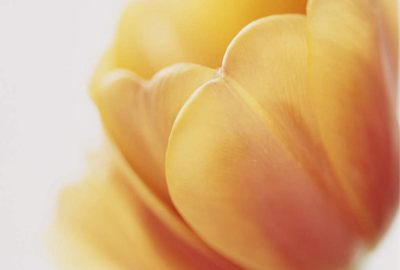 无人,横图,俯视,室内,特写,白天,白色背景,植物,郁金香,盛开,花,花瓣,花朵,花卉,鲜花,一朵,黄色,花蕊,摄影,影棚,郁香,洋荷花,草麝香,彩图,高角度拍摄,影棚拍摄,拍摄