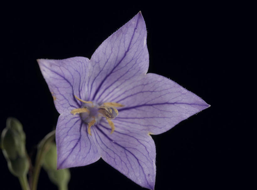 无人,横图,室内,特写,白天,正面,植物,叶子,黑色背景,盛开,风铃草,绿叶,祝福,花,花瓣,花朵,花卉,鲜花,一朵,紫色,花蕊,嫩叶,摄影,影棚,钟花,创造,感谢,温柔,感恩,嫉妒,瓦筒花,叶,叶片,彩图,影棚拍摄,拍摄