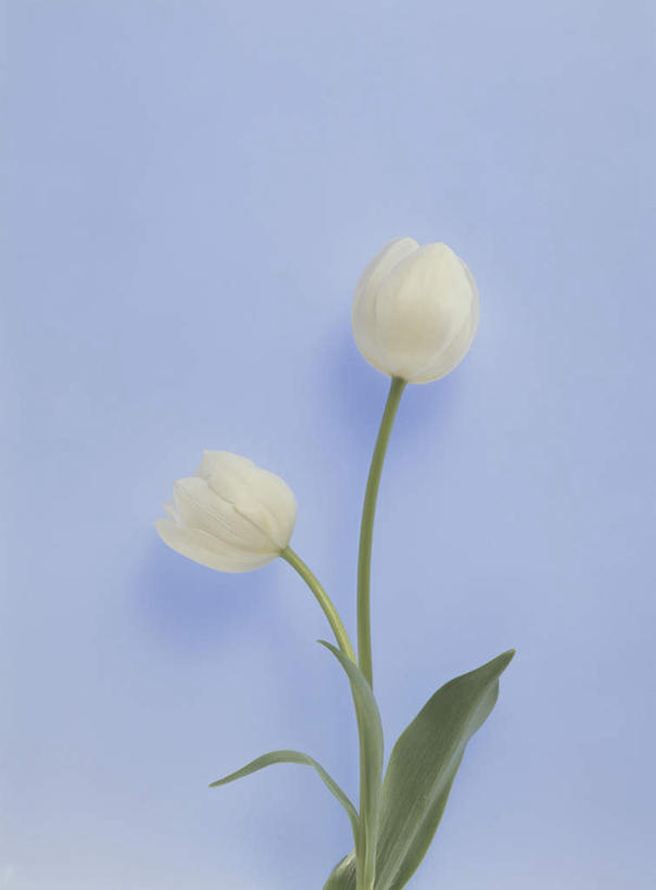 无人,竖图,俯视,室内,特写,白天,植物,郁金香,蓝色背景,盛开,花,花瓣,花朵,花卉,鲜花,两朵,白色,花蕊,摄影,影棚,郁香,洋荷花,草麝香,彩图,高角度拍摄,影棚拍摄,拍摄