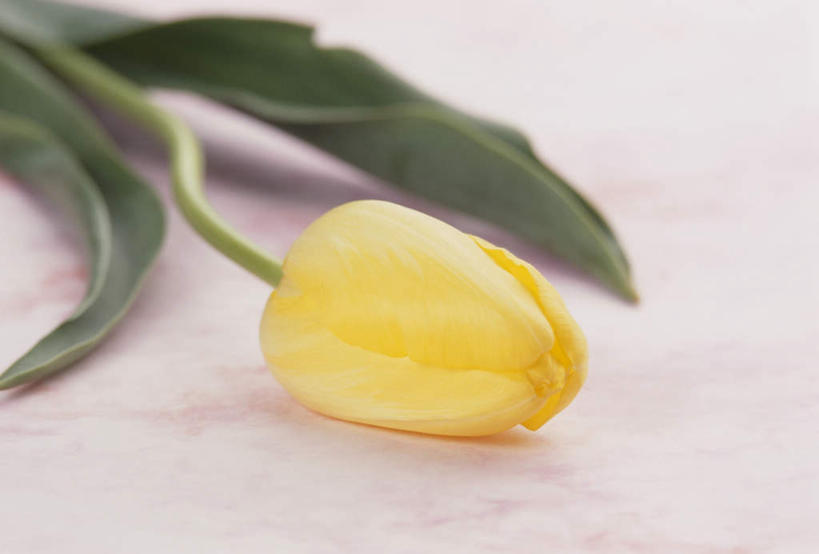 无人,横图,俯视,室内,特写,白天,白色背景,植物,郁金香,盛开,花,花瓣,花朵,花卉,鲜花,一朵,黄色,花蕊,摄影,影棚,郁香,洋荷花,草麝香,彩图,高角度拍摄,影棚拍摄,拍摄