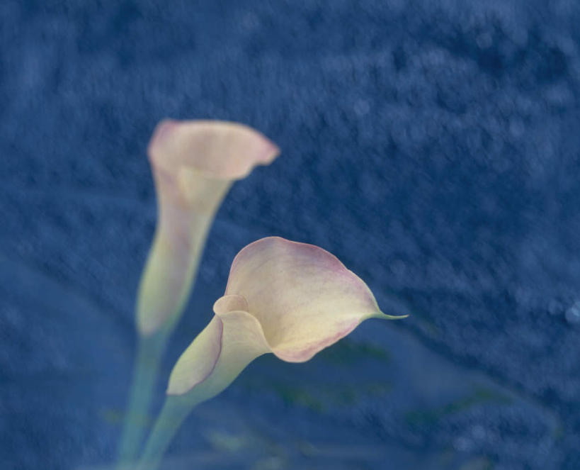 无人,横图,室内,特写,白天,正面,纯洁,植物,马蹄莲,蓝色背景,盛开,花,花瓣,花朵,花卉,鲜花,虔诚,两朵,花蕊,摄影,影棚,希望,优雅,高贵,纯净,马蹄兰,博爱,永恒,尊贵,高洁,慈菇花,圣洁,水芋,水芋马,彩图,影棚拍摄,拍摄