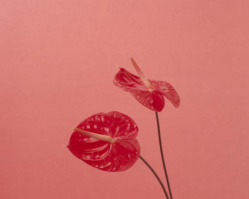 无人,横图,室内,特写,白天,正面,植物,红色背景,盛开,火鹤花,安祖花,花,花瓣,花朵,花卉,鲜花,两朵,红色,花蕊,摄影,影棚,红掌,花烛,红鹤芋,猪尾花,烛台花,蜡烛花,彩图,影棚拍摄,拍摄