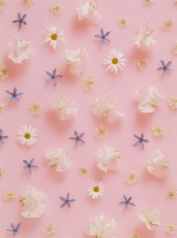 无人,竖图,俯视,室内,特写,白天,植物,康乃馨,许多,粉色背景,装饰,盛开,星星,非洲菊,花,花瓣,花朵,花卉,鲜花,排列,花蕊,星形,菊花,摄影,影棚,华丽,修饰,点缀,队列,五角形,扶郎花,灯盏花,千日菊,衬托,美观,雅致,雅观,风蜡花,杰拉尔顿腊花,蜡花,淘金彩梅,麝香石竹,石竹,香石竹,五角星,彩图,高角度拍摄,影棚拍摄,拍摄