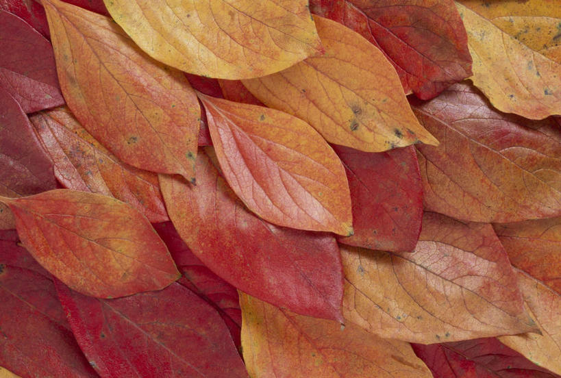 无人,横图,俯视,室内,特写,白天,秋季,叶子,一堆,许多,堆叠,堆积,枯萎,树叶,摄影,影棚,堆,泛黄,叶,叶片,秋,秋天,彩图,高角度拍摄,影棚拍摄,拍摄