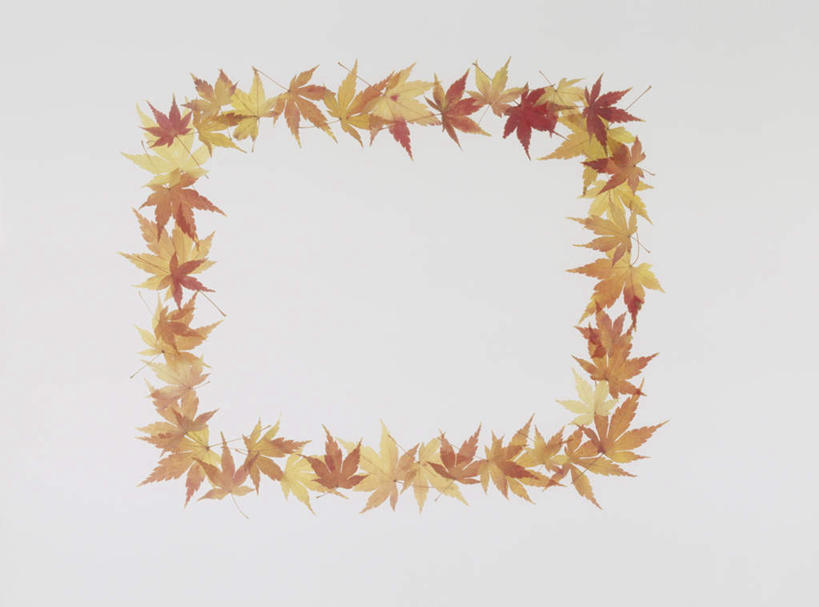 无人,横图,俯视,室内,特写,白天,留白,白色背景,秋季,叶子,相框,一排,许多,整齐,方框,枫叶,枯叶,落叶,排列,黄色,红色,框架,摄影,影棚,枫树叶,队列,叶,叶片,秋,秋天,彩图,高角度拍摄,影棚拍摄,拍摄