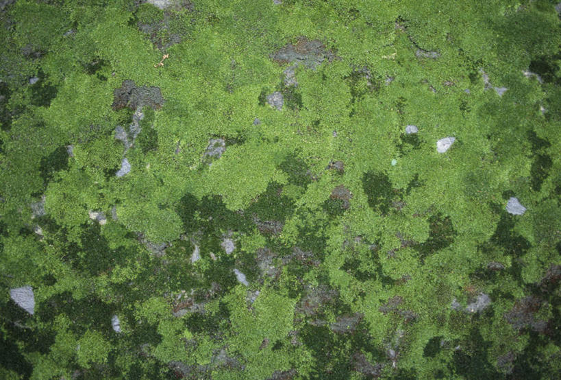 无人,横图,室外,特写,白天,正面,旅游,度假,美景,植物,一堆,许多,堆叠,堆积,平铺,墙,景观,苔藓,娱乐,墙壁,墙面,绿色,自然,享受,休闲,景色,放松,生长,堆,自然风光,彩图