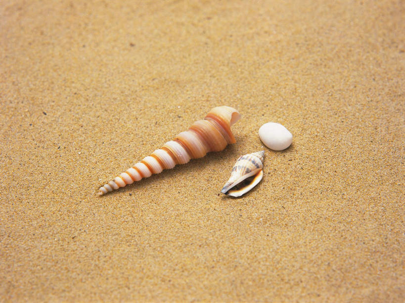 无人,横图,俯视,室外,特写,白天,美景,沙滩,贝壳,沙子,海岸,景观,沙地,三个,自然,景色,自然风光,螺蛳,田螺,蜗篱,师螺,蜗蠃,方田螺,贝类外壳,海螺壳,软体动物外壳,海滩,彩图,高角度拍摄