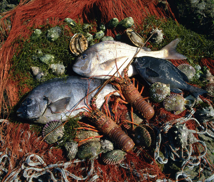 海鲜,龙虾,无人,横图,俯视,室外,特写,白天,鱼,捕虫网,牡蛎,蛤蜊,水产,鱼类,海洋生物,绳子,蛤,绳索,扫网,水网,生蚝,水生动物,海产品,水生物,海底动物,蛤仔,扑网,彩图,高角度拍摄