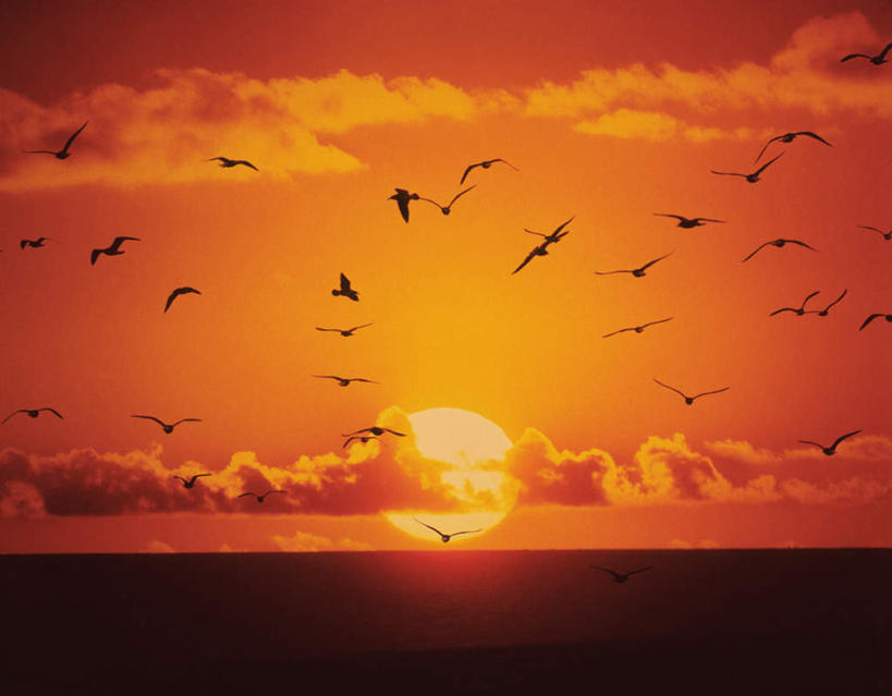 无人,横图,室外,白天,仰视,旅游,度假,海浪,海洋,美景,日落,太阳,海鸥,鸟,野生动物,许多,飞翔,大雁,鸟类,景观,浪花,水平线,晚霞,霞光,云,云朵,辽阔,海平线,云彩,娱乐,白云,蓝天,天空,自然,海水,黄昏,动物,天,享受,休闲,广阔,景色,彩霞,放松,可爱,活泼,晴朗,一望无际,自然风光,海景,无边无际,一马平川,大海,风浪,海,海水的波动,近岸浪,涌浪,晴空,夕阳,彩图,低角度拍摄,全身,水天相接,水天一线