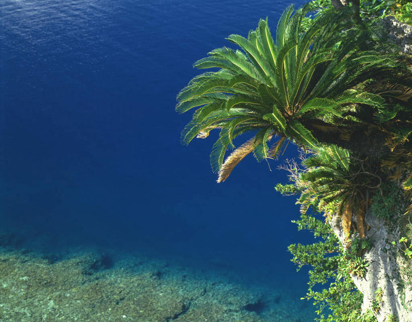 无人,横图,俯视,室外,白天,旅游,度假,海浪,海洋,美景,植物,铁树,日本,亚洲,阴影,光线,影子,景观,浪花,悬崖,娱乐,冲绳,树,树木,绿色,阳光,自然,海水,享受,休闲,景色,放松,生长,成长,冲绳县,自然风光,陡崖,海景,东亚,琉球群岛,日本国,九州地方,大海,风浪,海,海水的波动,近岸浪,涌浪,彩图,高角度拍摄