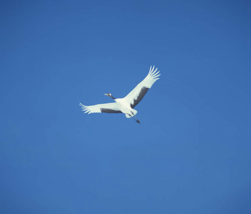 无人,横图,室外,白天,仰视,丹顶鹤,鸟,野生动物,飞翔,鹤,鸟类,飞,一只,蓝色,蓝天,天空,动物,天,可爱,活泼,晴朗,吉祥,高雅,万里无云,长寿,鴜鷜,忠贞,晴空,晴空万里,仙鹤,彩图,低角度拍摄,全身