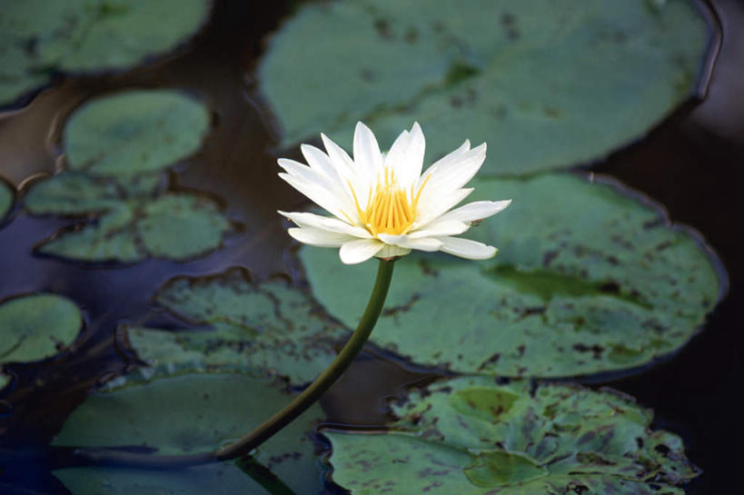 无人,横图,俯视,室外,特写,白天,纯洁,美景,植物,莲花,叶子,盛开,景观,荷叶,绿叶,花,花瓣,花朵,花卉,鲜花,一朵,白色,自然,花蕊,嫩叶,景色,荷塘,富贵,神圣,自然风光,纯净,六月花神,正直,荷花,六月春,藕花,水芙蓉,叶,叶片,彩图,高角度拍摄