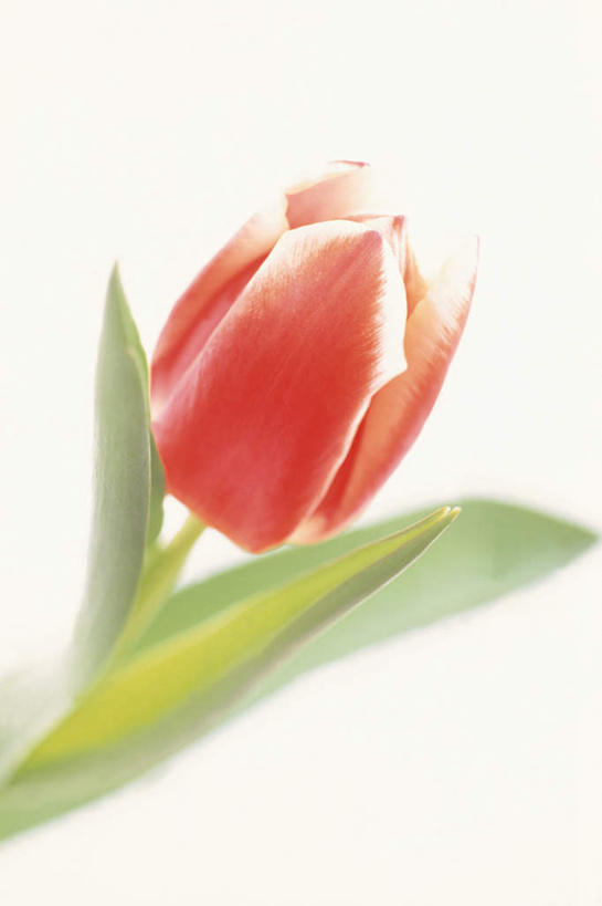 无人,竖图,俯视,室内,特写,白天,植物,郁金香,朦胧,模糊,花蕾,花瓣,花朵,花卉,鲜花,一朵,红色,花苞,摄影,影棚,郁香,洋荷花,草麝香,彩图,高角度拍摄,影棚拍摄,拍摄