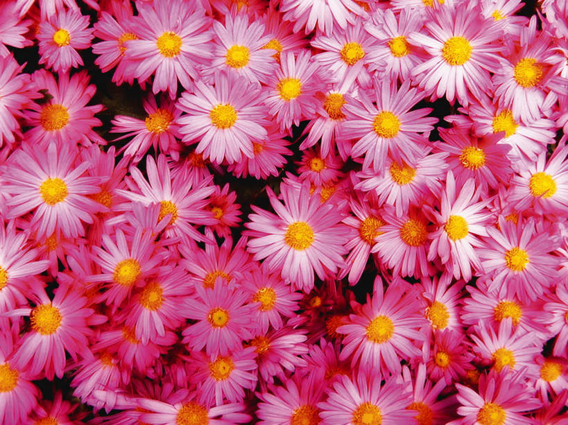 无人,横图,俯视,室外,特写,白天,植物,许多,黑色背景,波斯菊,花蕾,花瓣,花朵,花卉,鲜花,粉色,花苞,菊花,摄影,大波斯菊,影棚,秋英,彩图,高角度拍摄,影棚拍摄,拍摄