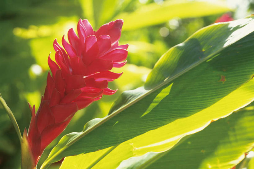 无人,横图,俯视,室外,特写,白天,美景,植物,叶子,阴影,朦胧,模糊,盛开,光线,影子,景观,绿叶,花,花瓣,花朵,花卉,鲜花,一朵,红色,阳光,自然,花蕊,嫩叶,景色,自然风光,红姜花,叶,叶片,彩图,高角度拍摄