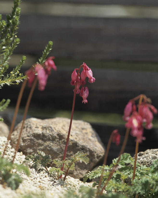 无人,竖图,俯视,室外,白天,旅游,度假,石头,美景,植物,叶子,神奈川,日本,亚洲,许多,阴影,朦胧,模糊,盛开,光线,石子,影子,景观,绿叶,神奈川县,娱乐,花,花瓣,花朵,花卉,鲜花,阳光,自然,花蕊,享受,休闲,嫩叶,景色,放松,恋爱,一串红,自然风光,东亚,本州,关东地方,本州岛,日本国,爆仗红,炮仗红,叶,叶片,石块,岩石,彩图,高角度拍摄