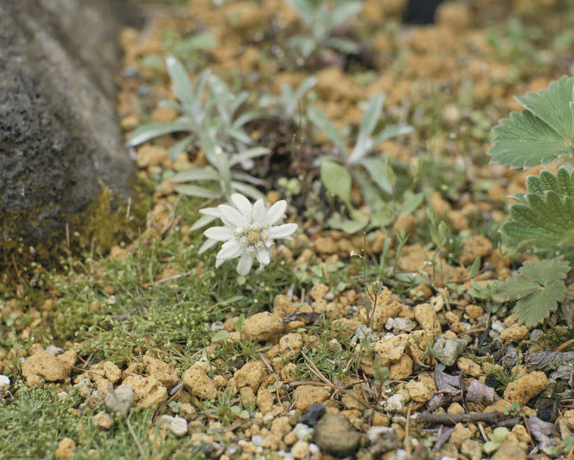 无人,横图,俯视,室外,特写,白天,旅游,度假,友谊,石头,美景,植物,叶子,神奈川,日本,亚洲,朦胧,模糊,盛开,石子,景观,泥土,绿叶,神奈川县,娱乐,花,花瓣,花朵,花卉,鲜花,一朵,自然,花蕊,享受,休闲,嫩叶,景色,放松,自然风光,荣誉,东亚,本州,关东地方,本州岛,日本国,勇敢,火绒草,雪绒花,薄雪草,老头草,叶,叶片,石块,彩图,高角度拍摄