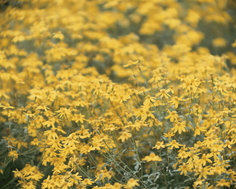 无人,横图,俯视,室外,白天,旅游,度假,美景,植物,叶子,神奈川,日本,亚洲,许多,朦胧,模糊,盛开,景观,绿叶,神奈川县,娱乐,花,花瓣,花朵,花卉,鲜花,黄色,自然,花蕊,享受,休闲,嫩叶,景色,放松,分别,自然风光,东亚,离别,本州,关东地方,本州岛,日本国,长生菊,黄金盏,金盏花,金盏菊,醒酒花,惜别,叶,叶片,彩图,高角度拍摄