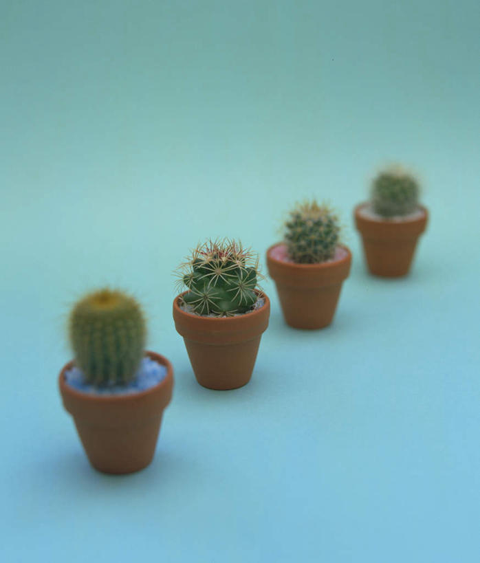 无人,竖图,俯视,室外,白天,植物,仙人球,一排,阴影,蓝色背景,朦胧,模糊,整齐,反射,盆栽,影子,草药,盆景,中药,排列,绿色,自然,四个,摄影,影棚,生长,成长,队列,药材,中草药,中药材,本草,草球,长盛球,彩图,高角度拍摄,影棚拍摄,拍摄